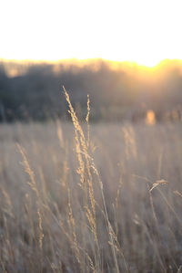 Close-up of stalks in field against sunset