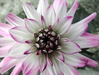 Close-up of pink flowers