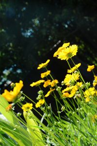 Close-up of yellow flowers