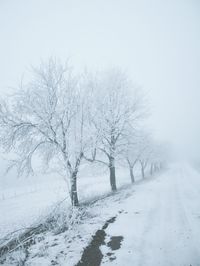 Bare trees on snow covered landscape against clear sky