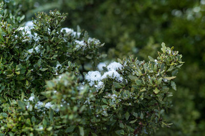 Close-up of snow on plant