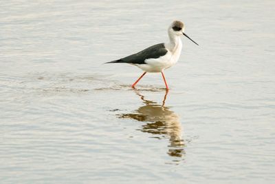 Bird on sea shore