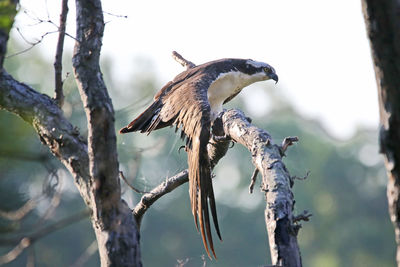 Close-up of falcon perching on branch