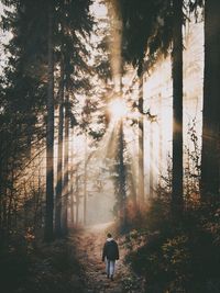 Rear view of man walking in forest