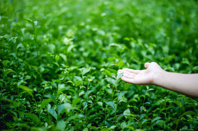 Hand holding plant on field