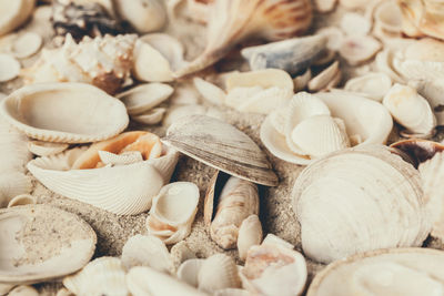 Full frame shot of seashells at beach