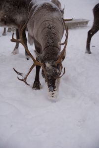 View of horse drinking water on snow