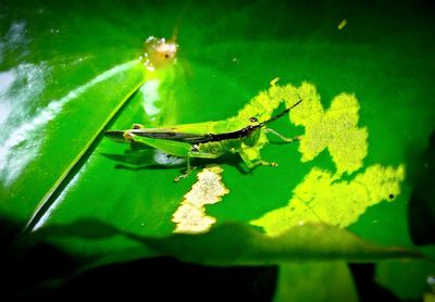 Close-up of an animal