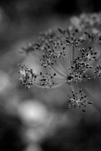 Close-up of flowering plant against blurred background