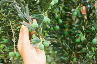 Cropped hand holding plant