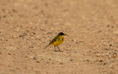 Bird perching on a field