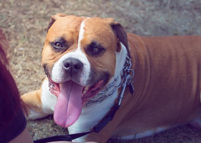 Close-up portrait of dog