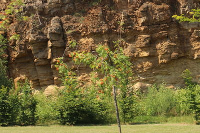 Plants growing on rock