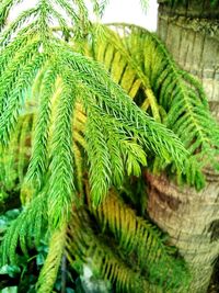 Close-up of leaves on tree