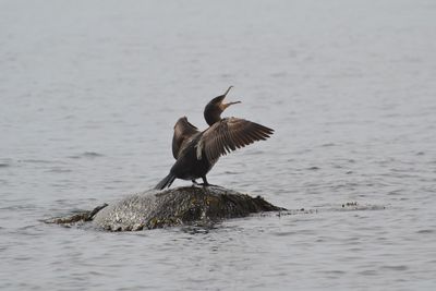 Bird flying over sea