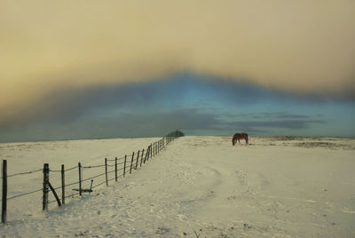 View of horse on beach