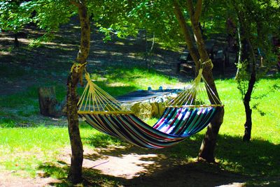 View of empty hammock against trees in forest