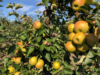 Close-up of apples on tree in farm