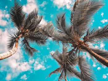 Low angle view of palm tree against sky