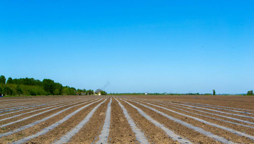 Scenic view of agricultural field against clear blue sky