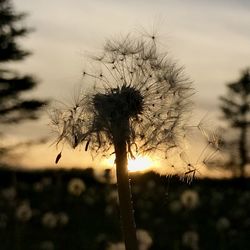 Close-up of dandelion against sky during sunset
