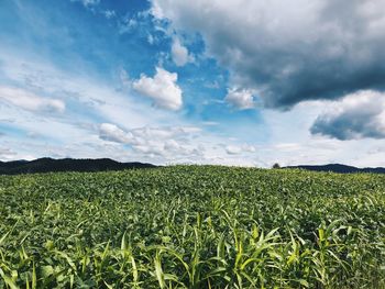 Scenic view of agricultural field against sky