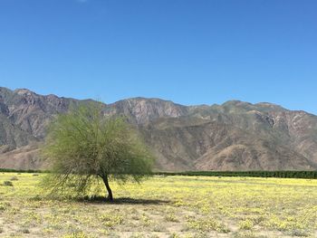 Scenic view of field and mountains against clear blue sky
