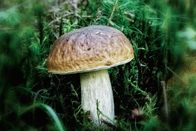 Close-up of mushroom