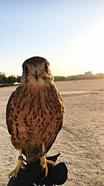 Portrait of hawk perching on hand