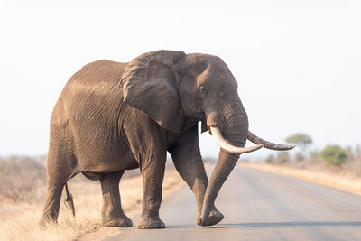 Elephant in a field