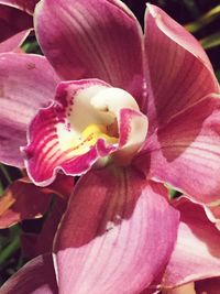 Close-up of pink flowers