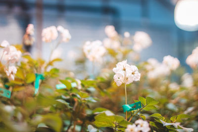 Close-up of flowers blooming outdoors