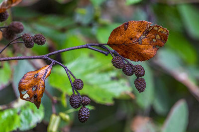 Close-up of dry leaves on tree