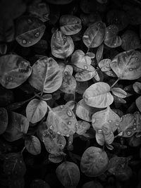 Full frame shot of water drops on leaves