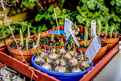 Close-up of potted plants in yard