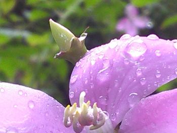 Close-up of flowers