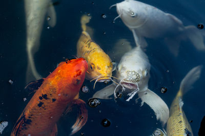 Close-up of koi fish in water