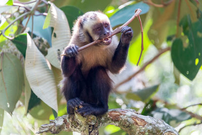 Capuchin monkey eating stick at forest