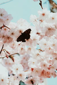 Close-up of bee on white flowers