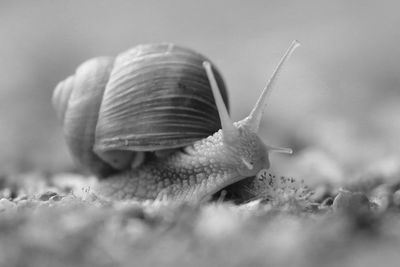 Close-up of snail on land