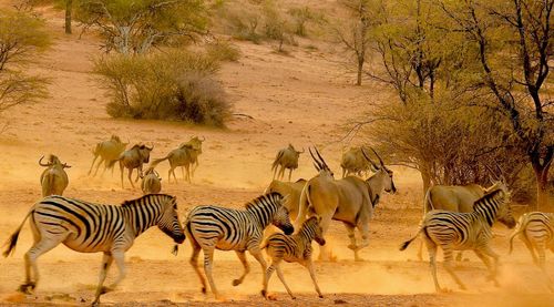 Zebras and antelopes running away in dusty sunset