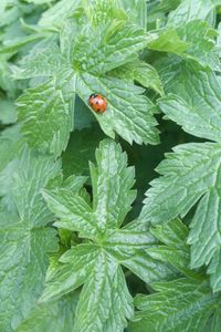 Close-up of ladybug on leaf