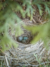 High angle view of bird in nest