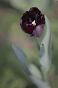 Close-up of purple tulip