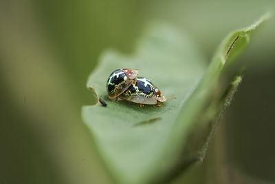 Nature insects on wildlife