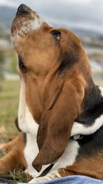 Close-up of a dog - blues posing beautiful