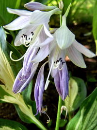 Close-up of purple flowers in bloom