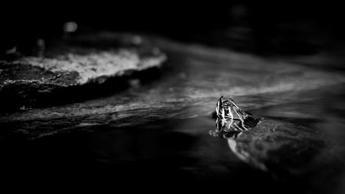 Close-up of insect at night