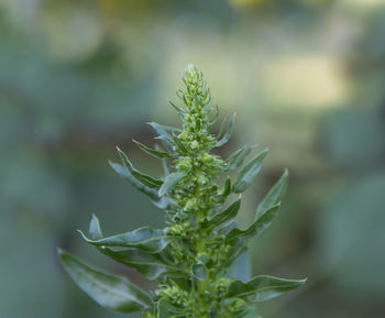 Close-up of fresh green plant