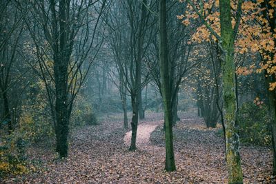 Trees in forest during autumn